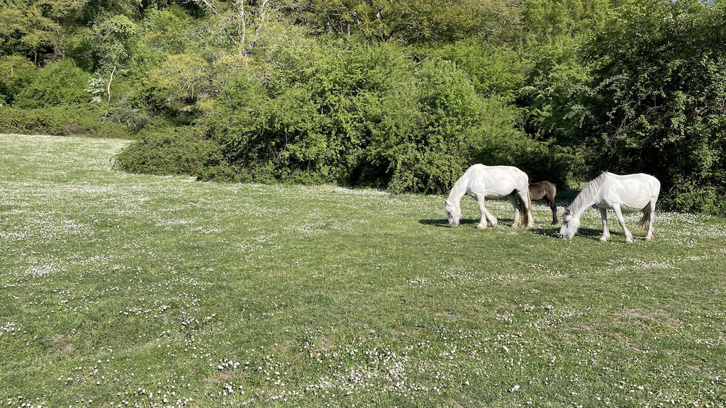 Gita alle Cascate di Monte Gelato e al Parco del Sorbo