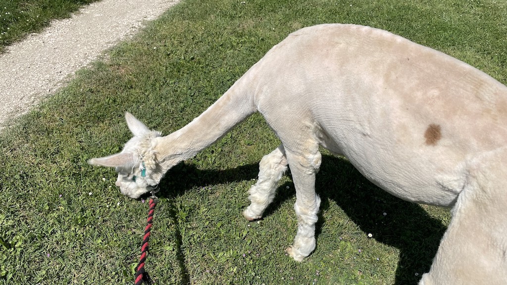 A passeggio con gli alpaca!